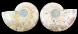 Cut & Polished Ammonite Fossil - Agatized #39496-1